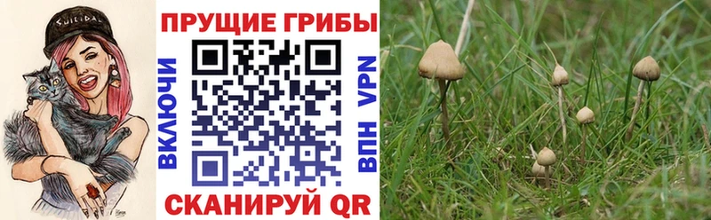 наркошоп Мензелинск Псилоцибиновые грибы MAGIC MUSHROOMS